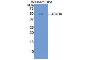 Western Blotting (WB) image for anti-Apolipoprotein E (APOE) (AA 14-167) antibody (ABIN1077825)