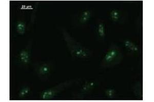 Immunostaining analysis in HeLa cells. (BRF1 antibody)