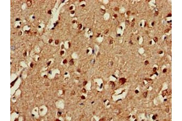 C3orf34 antibody  (AA 1-163)