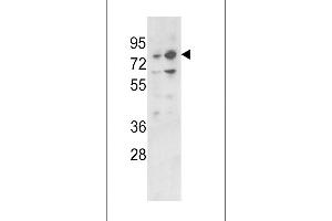 Western blot analysis of PLZF Antibody (C-term) (ABIN390611 and ABIN2840923) in 293, K562 cell line lysates (35 μg/lane). (ZBTB16 antibody  (C-Term))