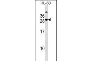 STXBP6 Antibody (Center) (ABIN1538584 and ABIN2849443) western blot analysis in HL-60 cell line lysates (35 μg/lane). (STXBP6 antibody  (AA 71-97))