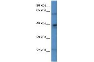Image no. 1 for anti-Aldehyde Dehydrogenase 4 Family, Member A1 (ALDH4A1) (N-Term) antibody (ABIN6746262)
