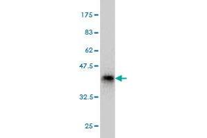 PHF2 antibody  (AA 2-100)