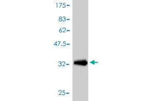 Western Blot detection against Immunogen (34. (APOC1 antibody  (AA 1-83))