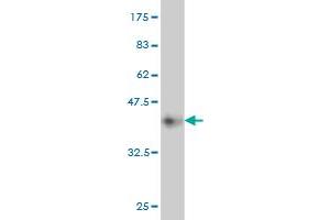 Western Blot detection against Immunogen (36. (MAP2K7 antibody  (AA 1-99))