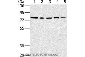 Western blot analysis of 293T, Raw264. (TAB3 antibody)