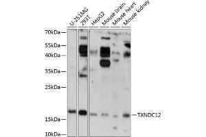 Western blot analysis of extracts of various cell lines, using TXNDC12 antibody (ABIN7270800) at 1:3000 dilution. (TXNDC12 antibody  (AA 93-172))