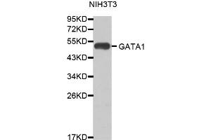 Western blot analysis of extracts of NIH/3T3 cells, using GATA1 antibody (ABIN5970173). (GATA1 antibody)