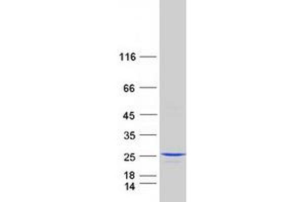 C3orf34 Protein (Myc-DYKDDDDK Tag)