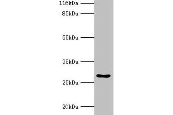 HOXA6 抗体  (AA 1-233)