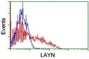HEK293T cells transfected with either RC206197 overexpress plasmid (Red) or empty vector control plasmid (Blue) were immunostained by anti-LAYN antibody (ABIN2455651), and then analyzed by flow cytometry. (Layilin antibody)