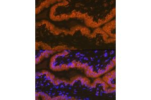Immunofluorescence analysis of rat prostate using PSMA/FOLH1 Rabbit mAb (ABIN7267222) at dilution of 1:100 (40x lens). (PSMA antibody)