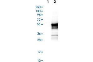 Western Blot analysis of Lane 1: negative control (vector only transfected HEK293T cell lysate) and Lane 2: over-expression lysate (co-expressed with a C-terminal myc-DDK tag in mammalian HEK293T cells) with AGFG2 polyclonal antibody . (AGFG2 antibody)