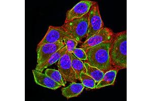 Immunofluorescence analysis of Hela cells using ALDOA mouse mAb (green).
