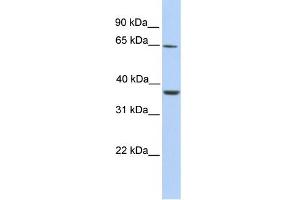 WB Suggested Anti-ZNF677 Antibody Titration:  0. (ZNF677 antibody  (C-Term))