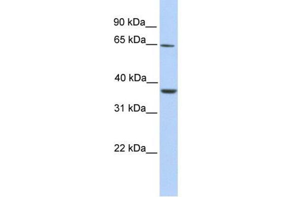 ZNF677 antibody  (C-Term)