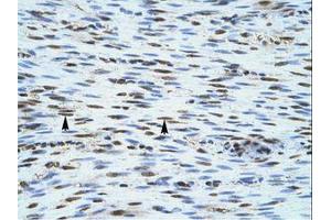 Image no. 1 for anti-NLR Family, CARD Domain Containing 4 (NLRC4) (AA 941-990) antibody (ABIN6735855) (NLRC4 antibody  (AA 941-990))