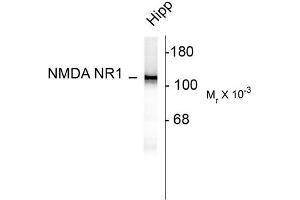 Western Blotting (WB) image for anti-NMDA Receptor 1 (NMDA R1) (AA 1-564), (N-Term) antibody (ABIN371829)