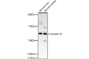 Western blot analysis of extracts of various cell lines, using Cystatin B antibody (ABIN7266617) at 1:500 dilution. (CSTB antibody)