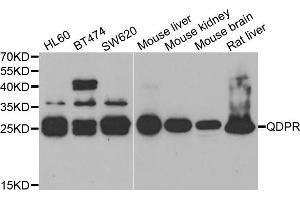 Western blot analysis of extracts of various cell lines, using QDPR antibody.
