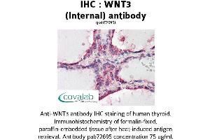 Image no. 3 for anti-Wingless-Type MMTV Integration Site Family, Member 3 (WNT3) (Internal Region) antibody (ABIN1740828)