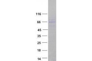 Validation with Western Blot (CNOT6L Protein (Myc-DYKDDDDK Tag))