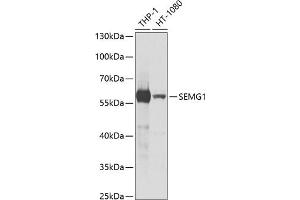 Western blot analysis of extracts of various cell lines, using SEMG1 antibody (ABIN6128755, ABIN6147527, ABIN6147528 and ABIN6221154) at 1:1000 dilution. (SEMG1 antibody  (AA 24-310))