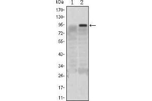 Western blot analysis using KLF4 mAb against HEK293 (1) and KLF4(AA: 2-180)-hIgGFc transfected HEK293 (2) cell lysate. (KLF4 antibody)