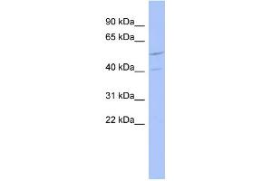 WB Suggested Anti-ZNF232 Antibody Titration:  0.