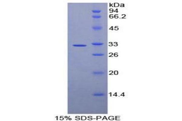 AMY2 Protein