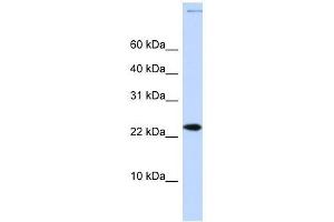CHRAC1 antibody used at 0.
