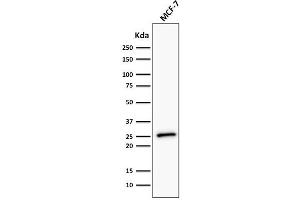 Western Blot Analysis of human MCF-7 cell lysate using Bcl-2 Monoclonal Antibody (BCL2/782 + BCL2/796). (Bcl-2 antibody)