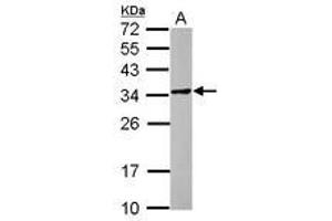Image no. 1 for anti-POM121 and ZP3 Fusion (POMZP3) (AA 1-187) antibody (ABIN1500344) (POMZP3 antibody  (AA 1-187))