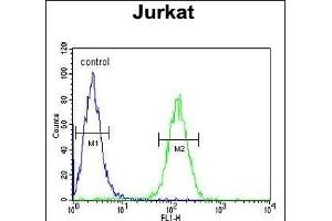 AXIN2 Antibody (C-term) (ABIN651608 and ABIN2840323) flow cytometric analysis of Jurkat cells (right histogram) compared to a negative control cell (left histogram). (AXIN2 antibody  (C-Term))