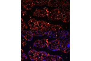 Immunofluorescence analysis of human placenta using LGR4 Polyclonal Antibody (ABIN6132102, ABIN6143174, ABIN6143176 and ABIN6216377) at dilution of 1:100 (40x lens). (LGR4 antibody  (AA 320-540))