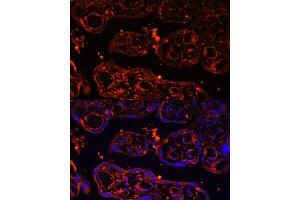 Immunofluorescence analysis of human placenta using LGR4 Polyclonal Antibody (ABIN6132102, ABIN6143174, ABIN6143176 and ABIN6216377) at dilution of 1:100 (40x lens). (LGR4 antibody  (AA 320-540))