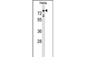 TBX2 Antibody (Center) (ABIN1538407 and ABIN2848835) western blot analysis in Hela cell line lysates (35 μg/lane). (TBX2 antibody  (AA 414-442))