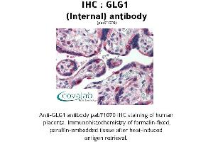 Image no. 2 for anti-Golgi Glycoprotein 1 (GLG1) (Internal Region) antibody (ABIN1734713) (GLG1 antibody  (Internal Region))