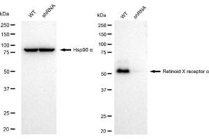 Western blotting analysis using Retinoid X receptor alpha antibody (ABIN7800191). (Recombinant Retinoid X Receptor alpha antibody)