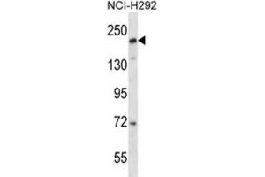 Western Blotting (WB) image for anti-CD163 Molecule-Like 1 (CD163L1) antibody (ABIN2997654) (CD163L1 antibody)