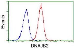 Image no. 3 for anti-DnaJ (Hsp40) Homolog, Subfamily B, Member 2 (DNAJB2) antibody (ABIN1497868) (DNAJB2 antibody)
