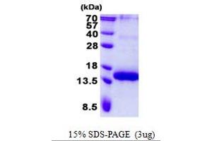 Image no. 1 for Tumor Necrosis Factor Receptor Superfamily, Member 17 (TNFRSF17) protein (His tag) (ABIN1098476)