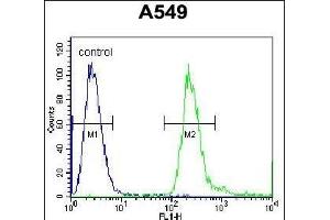 BPN1L Antibody (Center) (ABIN655857 and ABIN2845264) flow cytometric analysis of A549 cells (right histogram) comred to a negative control cell (left histogram). (PABPN1L antibody  (AA 166-194))