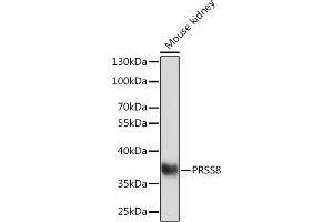 Western blot analysis of extracts of Mouse kidney, using PRSS8 Rabbit pAb (ABIN7269583) at 1:1000 dilution. (PRSS8 antibody  (C-Term))