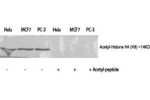 Western Blot (WB) analysis of specific cells using Acetyl-Histone H4 (K8) Polyclonal Antibody. (Histone H4 antibody  (acLys8))