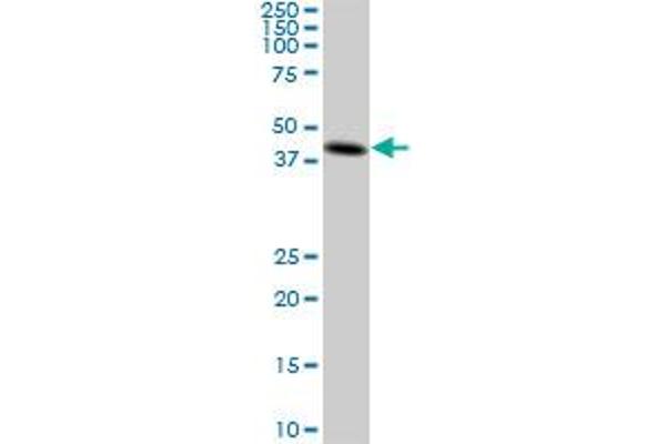 CKMT1B antibody  (AA 327-417)