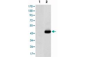 Western blot analysis using CEACAM5 monoclonal antibody, clone 3G12  against HEK293 (1) and CEA-hIgGFc transfected HEK293 (2) cell lysate.