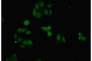 Immunofluorescent analysis of HepG2 cells using ABIN7152417 at dilution of 1:100 and Alexa Fluor 488-congugated AffiniPure Goat Anti-Rabbit IgG(H+L) (FBXO25 antibody  (AA 1-291))