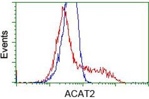Image no. 3 for anti-Acetyl-CoA Acetyltransferase 2 (ACAT2) antibody (ABIN1496401) (ACAT2 antibody)