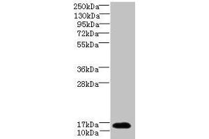 Western blot All lanes: TCEAL7 antibody at 2 μg/mL + A549 whole cell lysate Secondary Goat polyclonal to rabbit IgG at 1/10000 dilution Predicted band size: 13 kDa Observed band size: 13 kDa (TCEAL7 antibody  (AA 1-100))